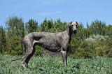 GREYHOUND 160